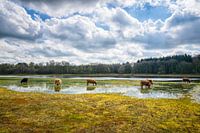 Een kudde schotse hooglanders...