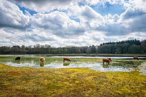 A herd of Scottish highlanders ...