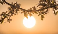 Zonnige lente