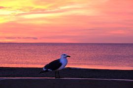 Seagull in the sunset at Cap d Agde