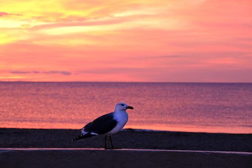 Möwe im Sonnenuntergang am Cap d Agde von Flatfield