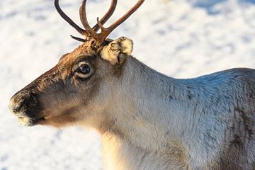 Rendier in de sneeuw tijdens de winter in Noord Noorwegen van Sjoerd van der Wal Fotografie