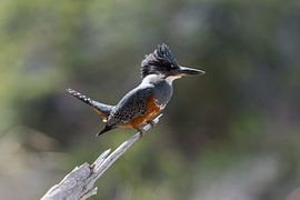 Giant kingfisher in Patagonia by Ronne Vinkx