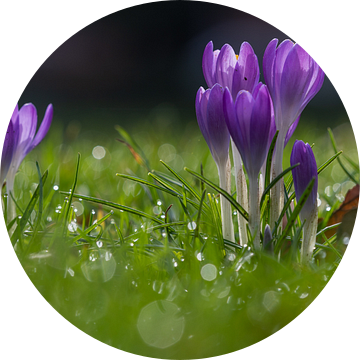 Paarse krokus bloemen brengen de vroege lente van Kim Willems