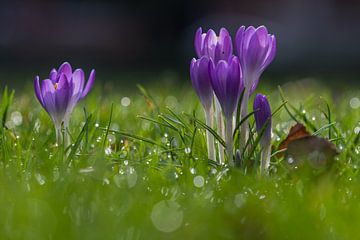 Purple crocus flowers bring early spring by Kim Willems