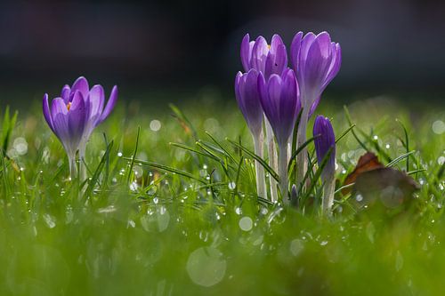 Purple crocus flowers bring early spring
