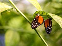 Twee vlinders