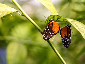 Twee vlinders van Marco de Waal