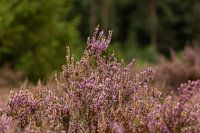 (Lemeler) Heidekraut