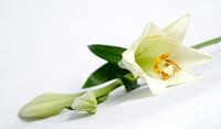 witte lelie