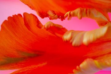 Krullende rode bloemblaadjes van Jane van Bostelen