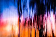 Sunset Tree van Robert Wiggers thumbnail