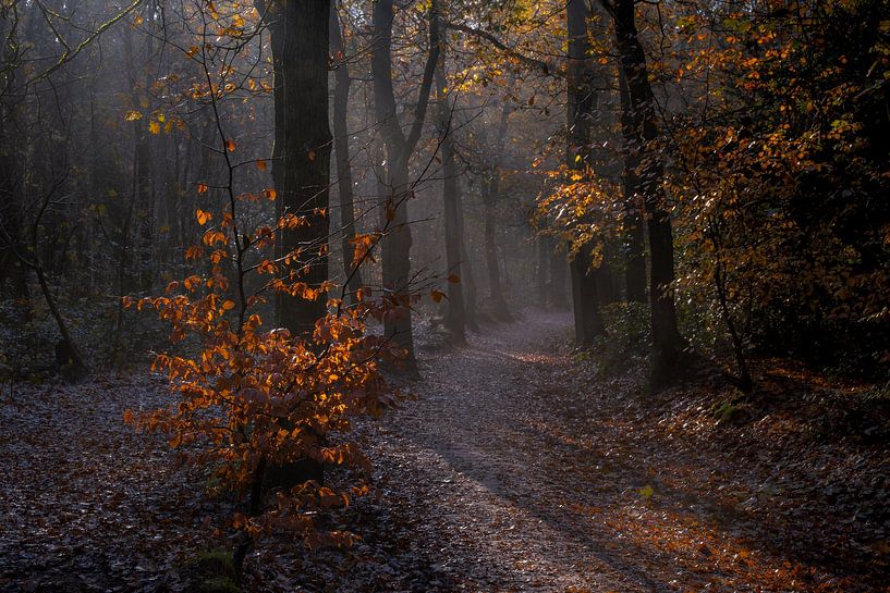 Junger Herbstbaum in der Sonne von peterheinspictures
