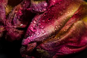 Roze tulp bloem met waterdruppels van Dieter Walther