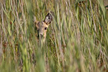 Ree in the reeds by Bas Ronteltap