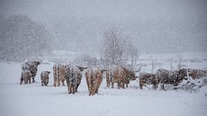Schottische Highlander im Schnee