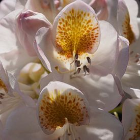 Flüstern in Weiß und Gold von Kirsten van Engelenburg