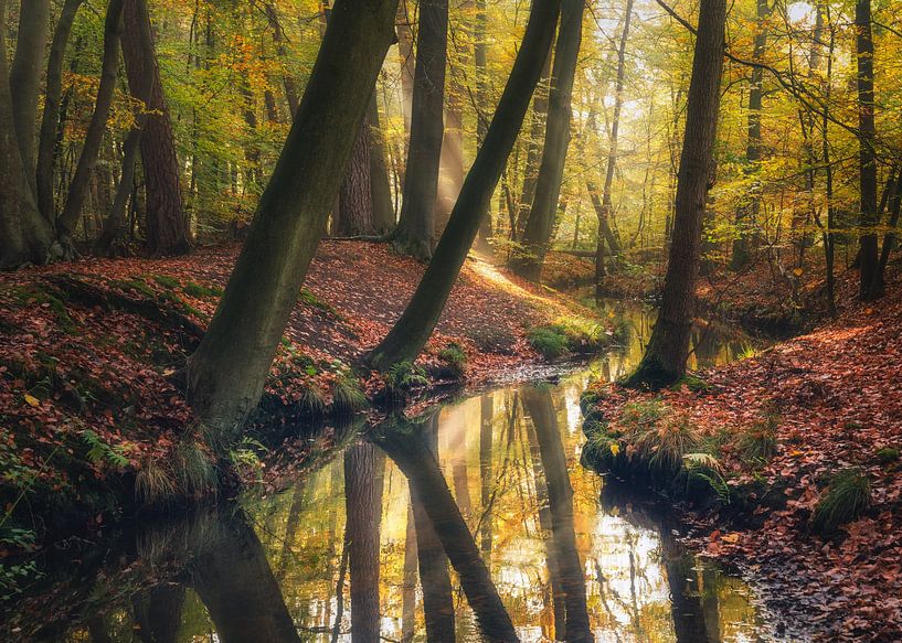 Überhängende Bäume von Loris Photography