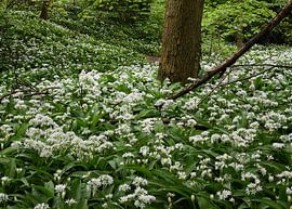 Dachsschädel in Jette von Werner Lerooy