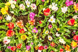 A colourful garden with tulips by Stedom Fotografie