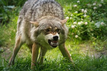 Wütende Wölfe von Dennis Schaefer