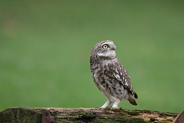 Athene noctua – Steenuil van Tanja van Beuningen