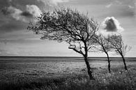 Licht en Land van HANS VAN DAM thumbnail