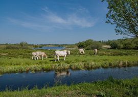 Koeien aan slootrand in natuurgebied in Nederland van Albert Brunsting