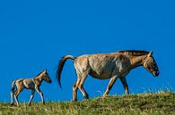 PRZWALSKI HORSE MOTHER AND CHILD by Henk Kloosterhuis thumbnail