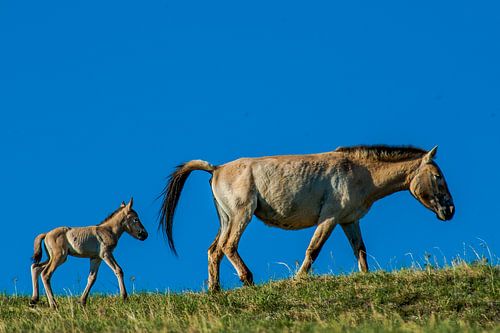 PRZWALSKI HORSE MOTHER AND CHILD by Henk Kloosterhuis