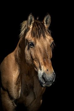 Guus sur Eilandkarakters Ameland