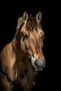 Guus van Eilandkarakters Ameland thumbnail
