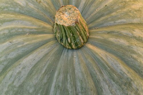 Pompoen zonder achtergrond liggend