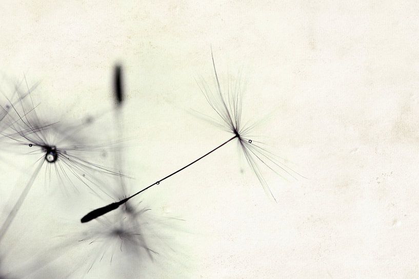 Pusteblume van Jana Behr