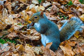 Eekhoorn geniet van een noot tussen herfstbladeren