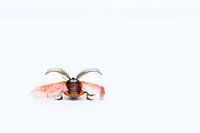 Colorado potato beetle