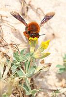 Bunte Biene auf Menorca