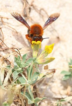 Kleurrijke bij in Menorca van Daniëlle Eibrink Jansen