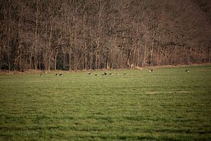 Wildvögel auf einer Wiese im Emsland