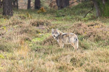 The Wolf in the Netherlands by Menno Schaefer