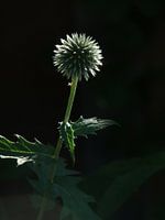 Kogeldistel