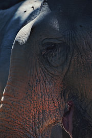 Close-up of an elephant's wrinkled skin