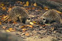 Meerkats