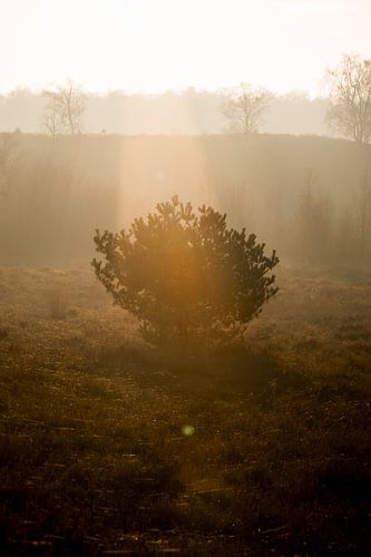 Boom in Gouden Stilte Zonnestralen op de Heide