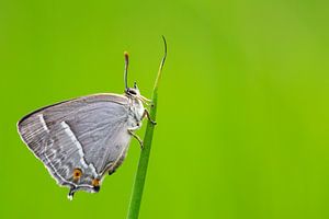 Eichenblatt, Favonius quercus