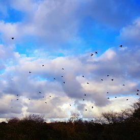 Zwerm opvliegende vogels van Chantal Koper