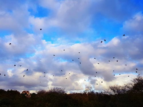 Zwerm opvliegende vogels