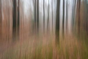 Stimmungsvoller Herbstwald