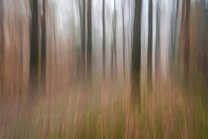 Atmospheric autumn forest by Gonnie van de Schans