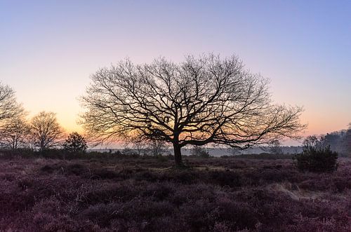 Solitaire boom zonder blad in ochtendgloren op de Hoorneboegse heide bij Hilversum